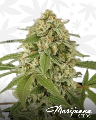 White Widdow min