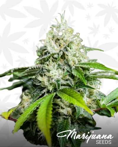 White Widow XTRM min