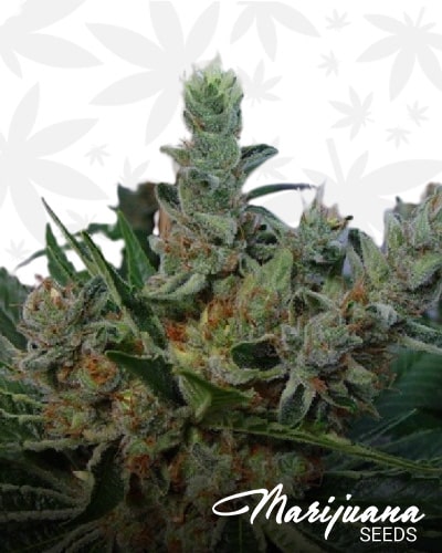 White Willow min