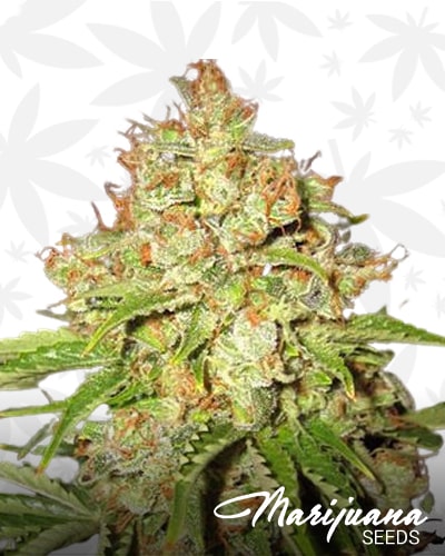 White russian automatic min