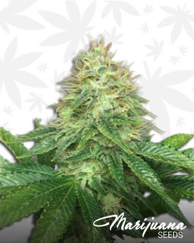Wonka Chem