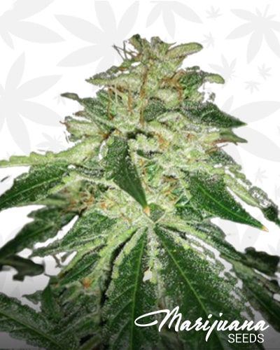 Zelda Haze min