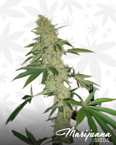 sour star min