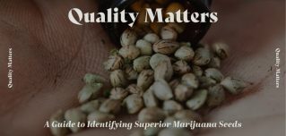 Guide to Identifying Superior Marijuana Seeds
