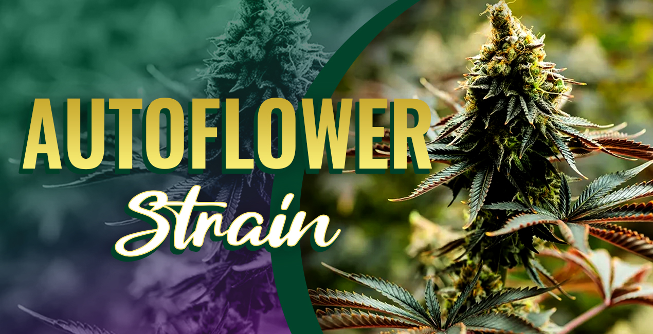 Autoflowering Cannabis Seeds
