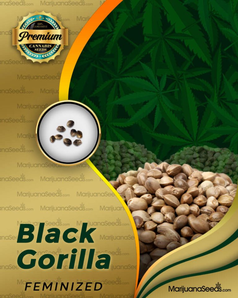 Black Gorilla Strain Feminized Marijuana Seeds