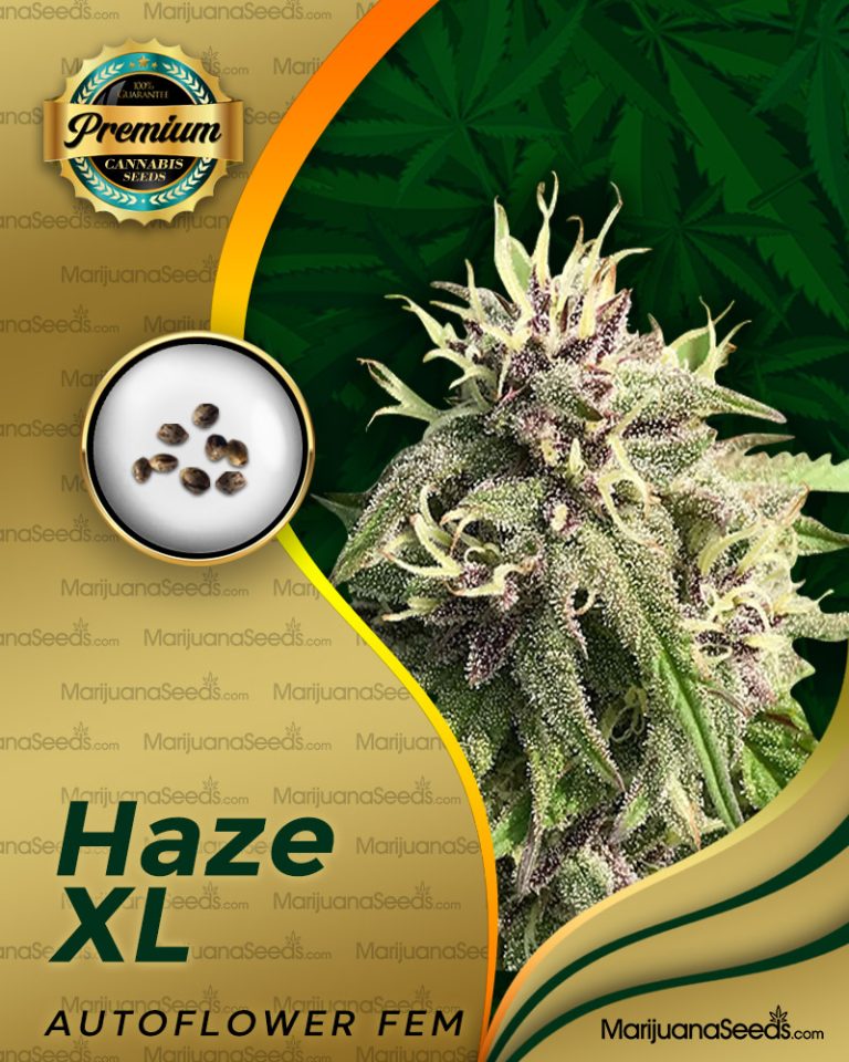 Haze XL