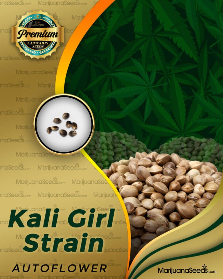 Kali Girl Strain Autoflowering Marijuana Seeds