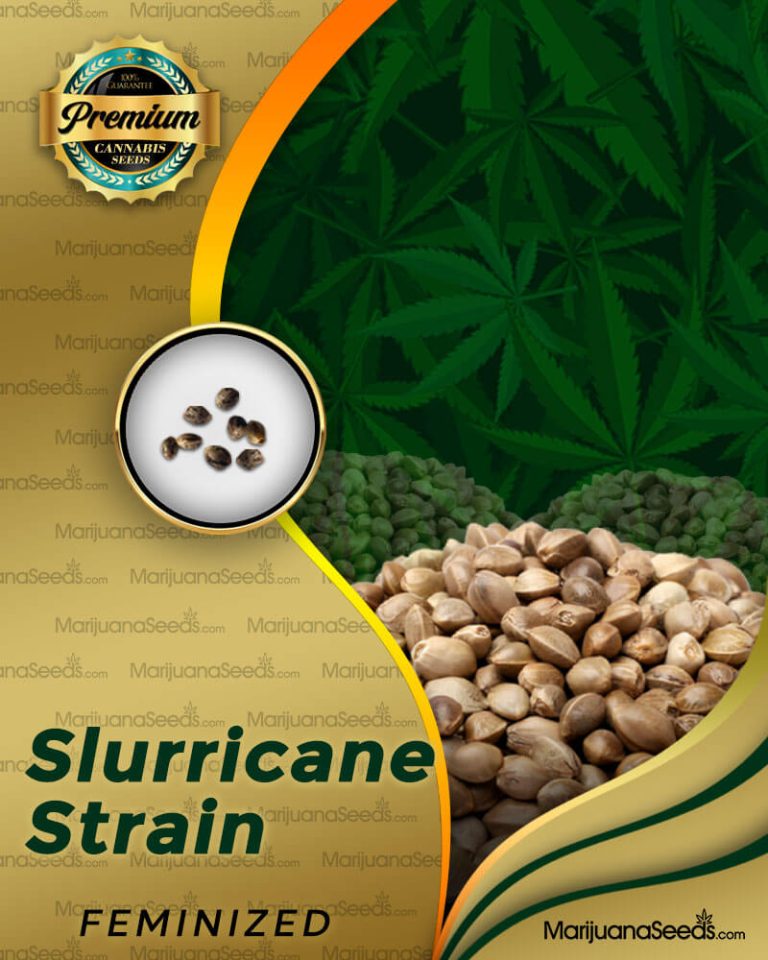 Slurricane Strain Feminized Marijuana Seeds