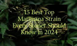 Top Marijuana Strain
