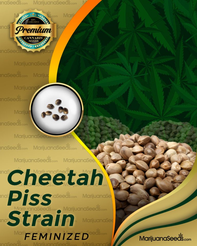 Cheeta Piss Strain