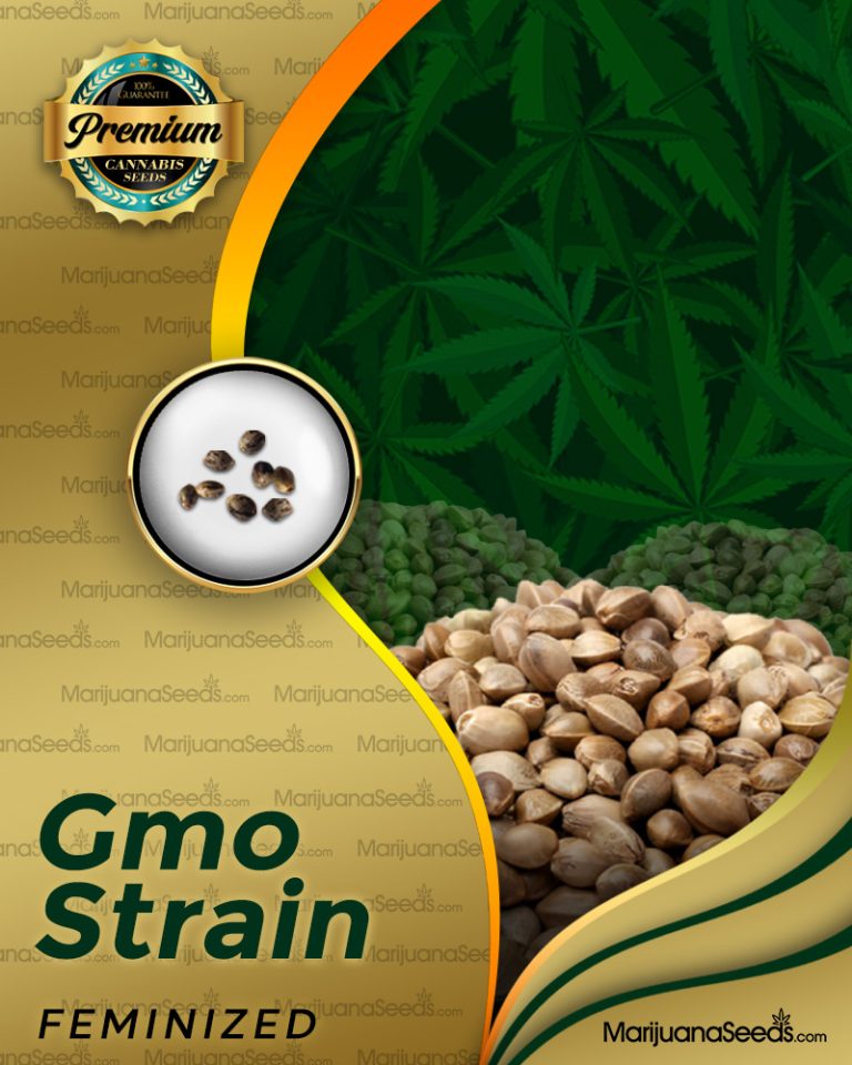 GMO Strain