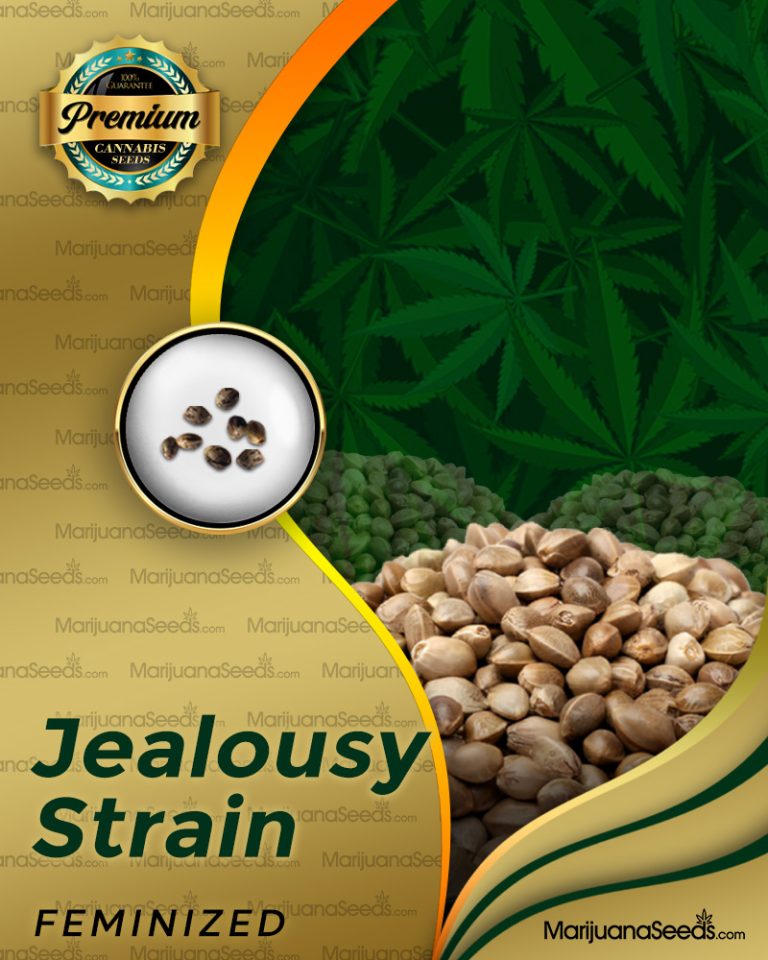 Jealousy Strain
