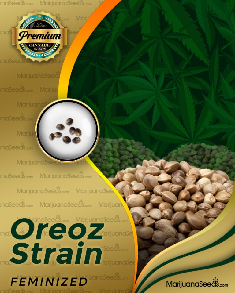 Oreoz Strain