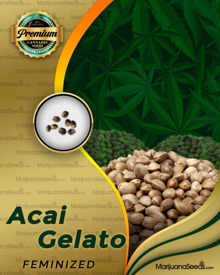 Acai Gelato Strain Feminized Marijuana Seeds
