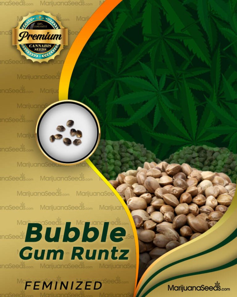 Bubble Gum Runtz Strain Feminized Marijuana Seeds