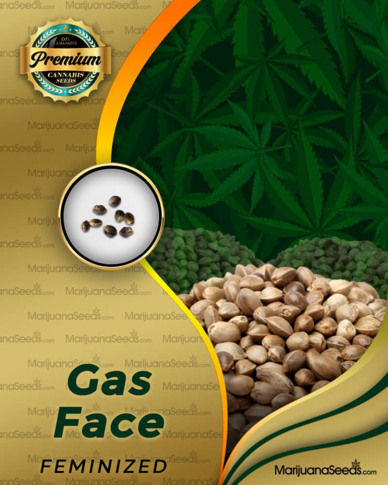 Gas Face Strain Feminized Marijuana Seeds