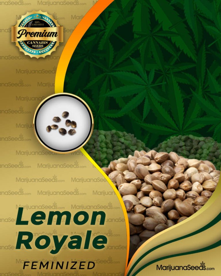 Lemon Royale Strain Feminized Marijuana Seeds