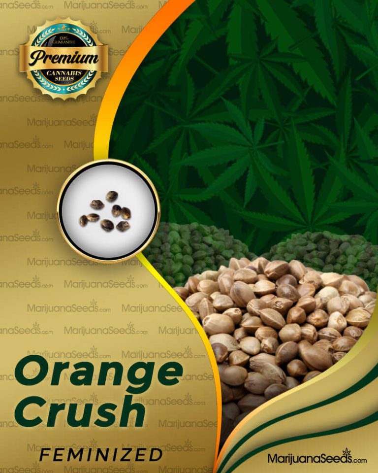 Orange Crush Strain Feminized Marijuana Seeds