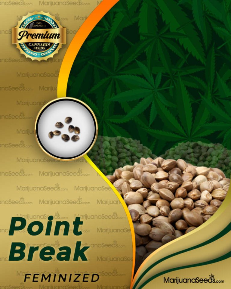 Point Break Strain Feminized Marijuana Seeds