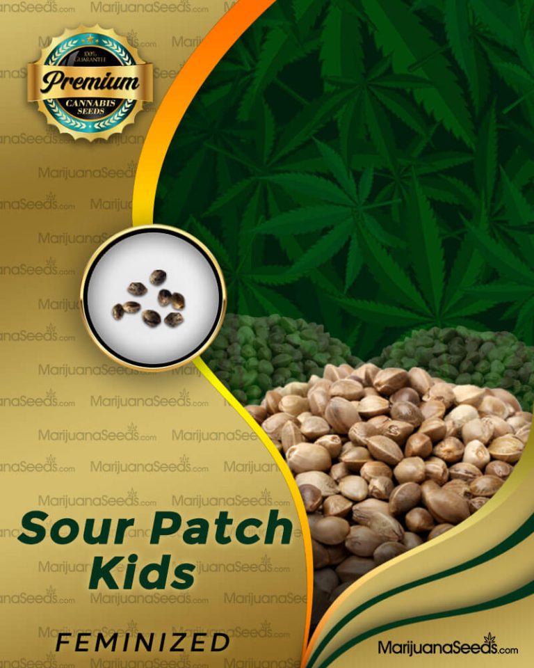 Sour Patch Kids Strain Feminized Marijuana Seeds
