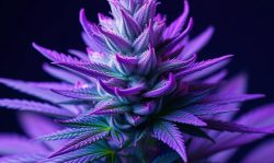 purple weed strains list