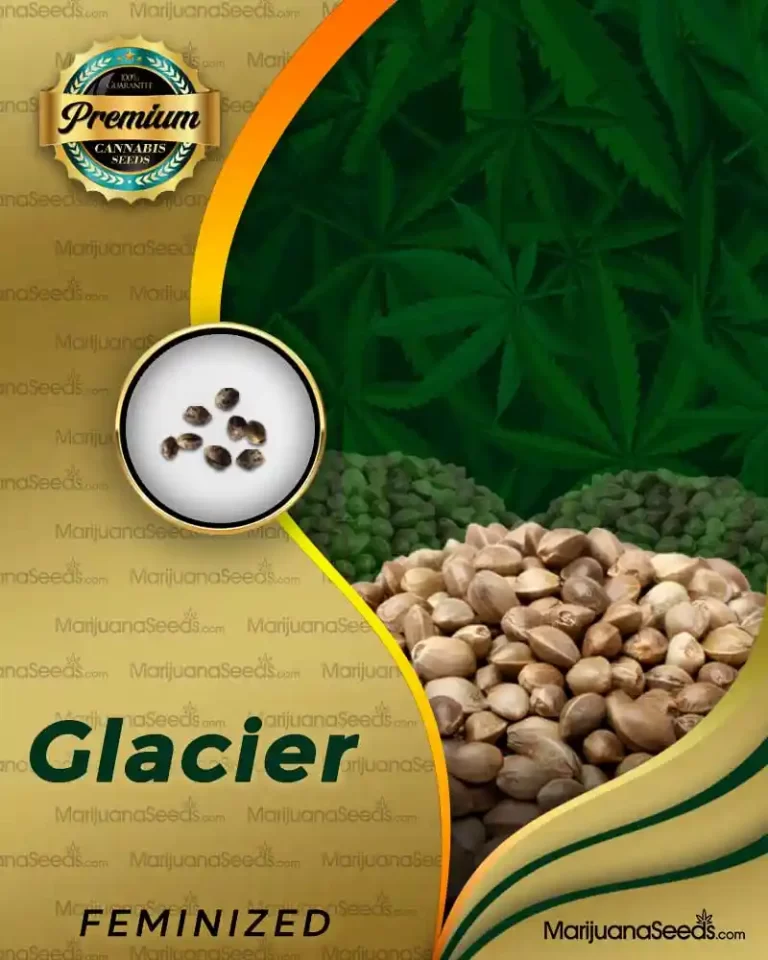 Glacier Indica Hybrid Strain