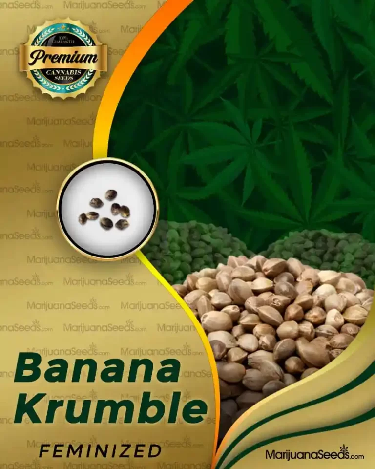 BANANA KRUMBLE STRAIN