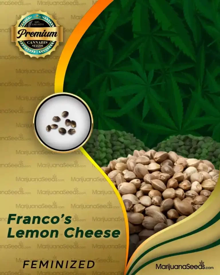 FRANCO’S LEMON CHEESE STRAIN
