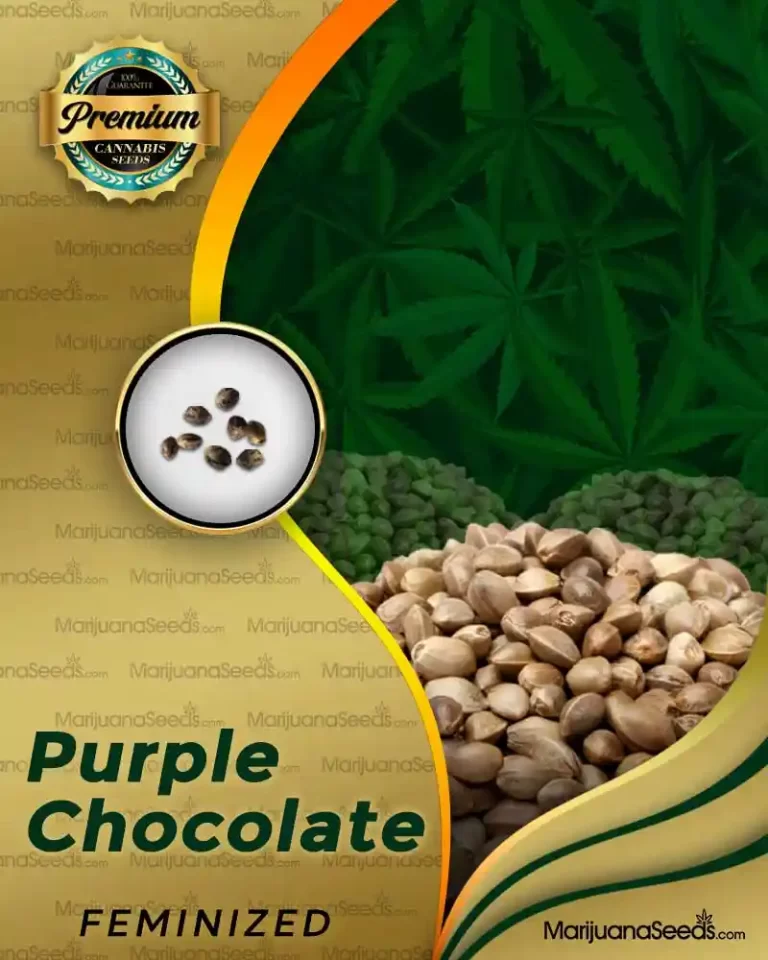 PURPLE CHOCOLATE STRAIN