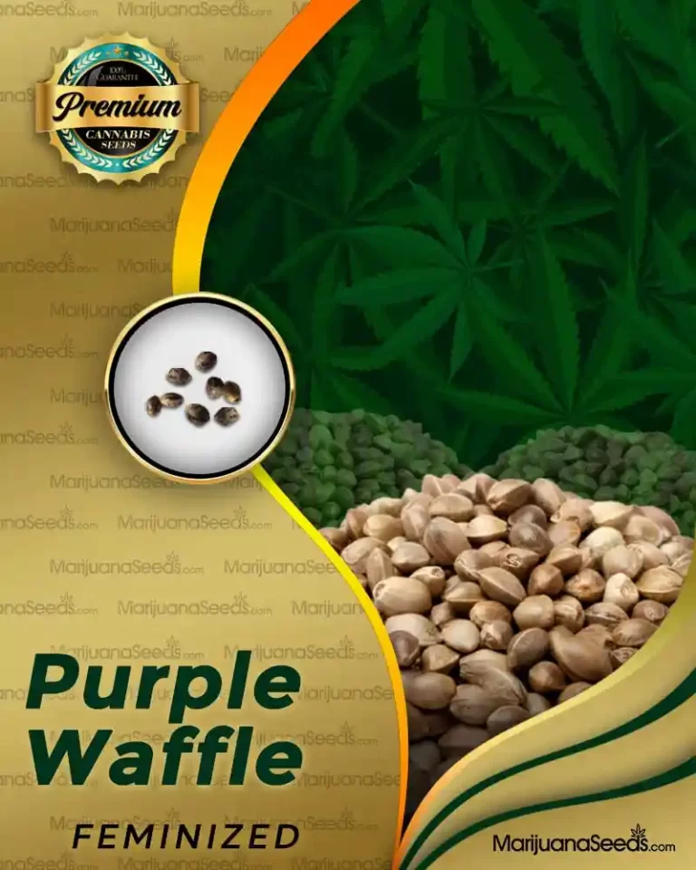 Purple Waffle Strain