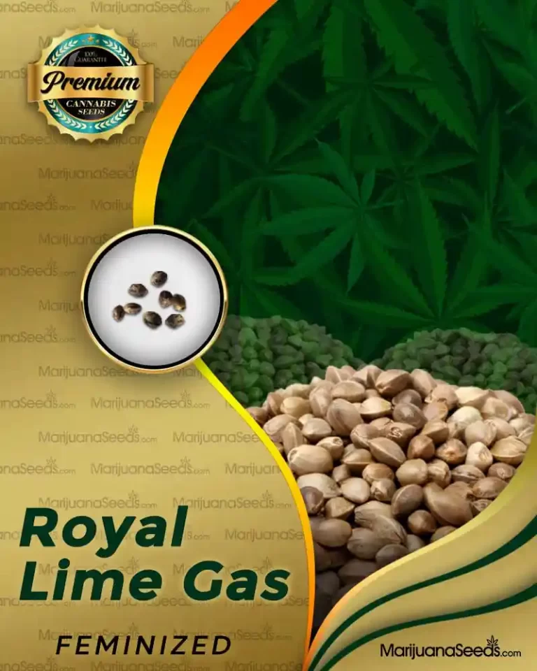 Royal Lime Gas Strain