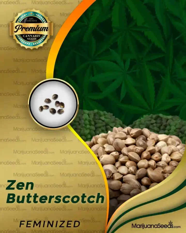 Zen Butterscotch Strain