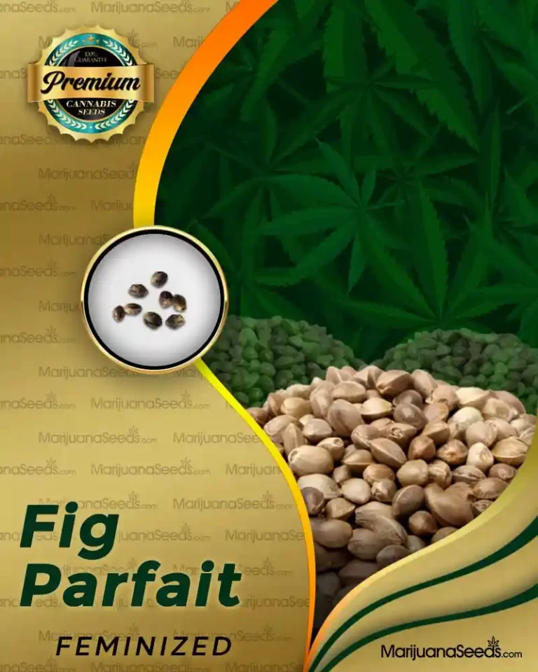 Fig Parfait Strain