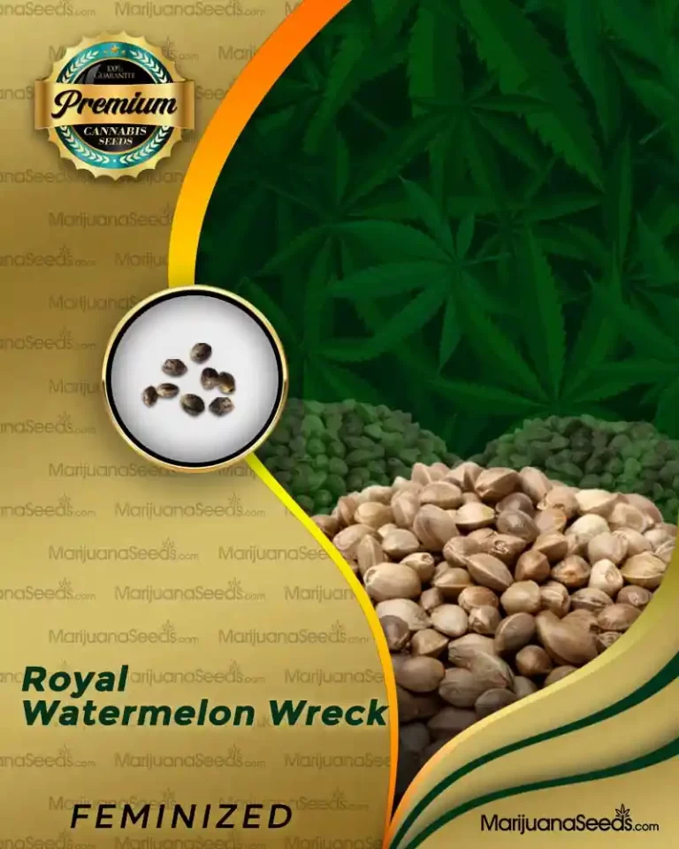 Royal Watermelon Wreck Strain