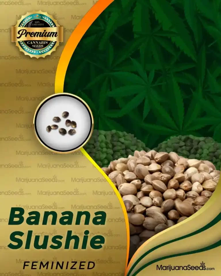 Banana Slushie Strain