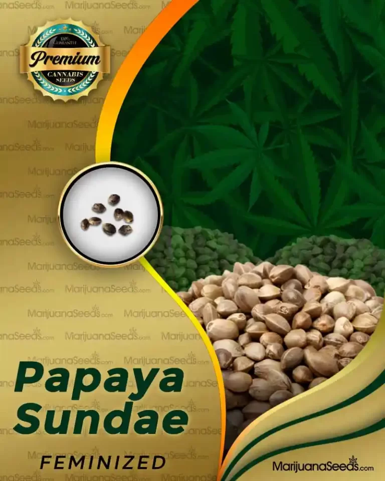 Papaya Sundae Strain