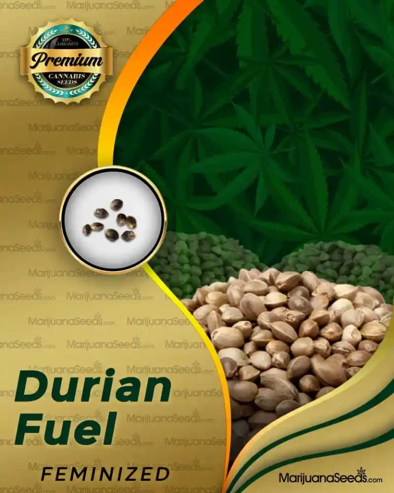 Durian Fuel Strain