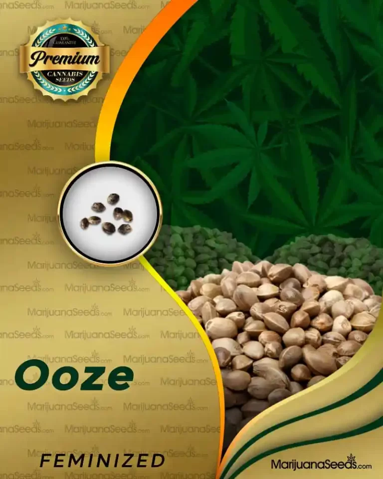 Ooze Strain