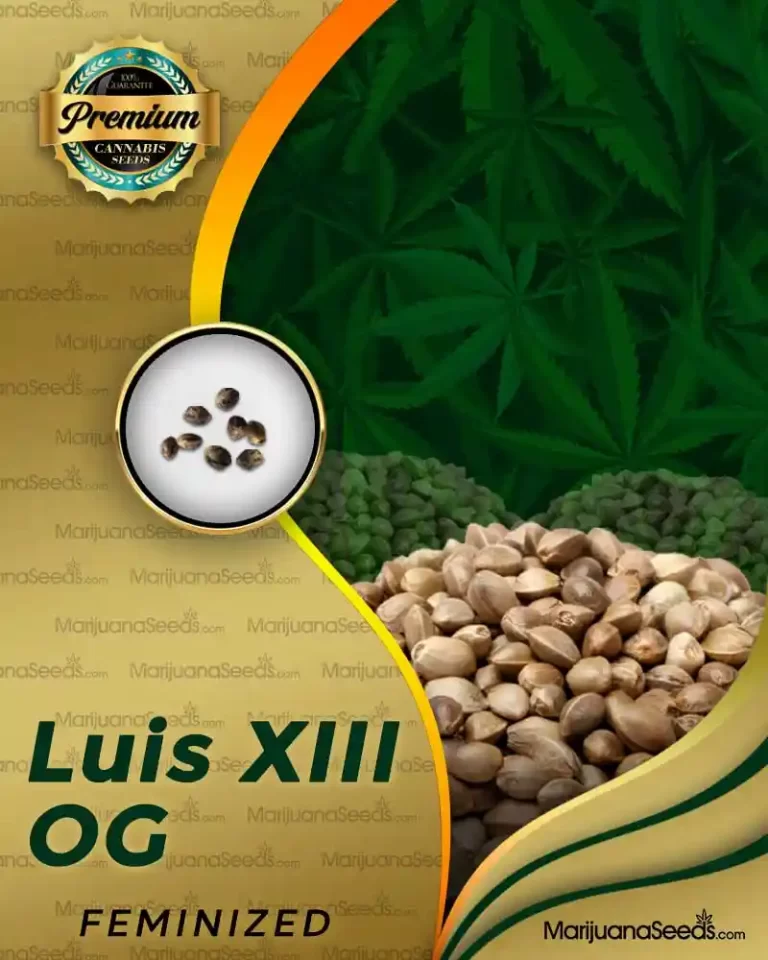 Luis XIII OG Strain