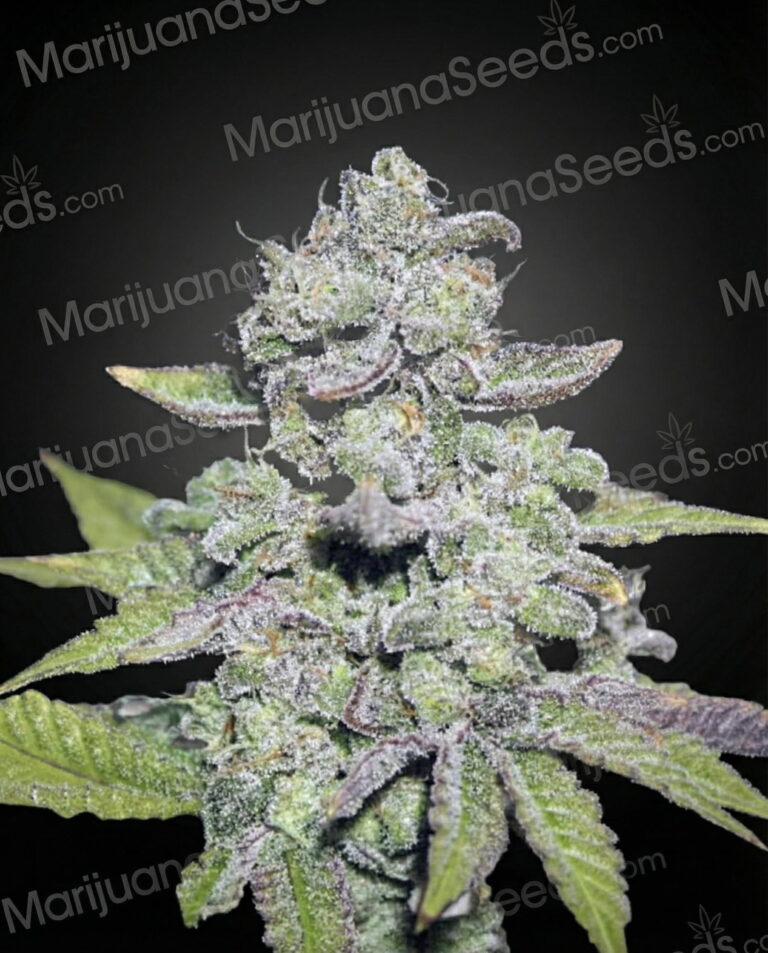 840 Strain