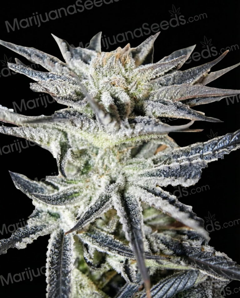 Alion Strain