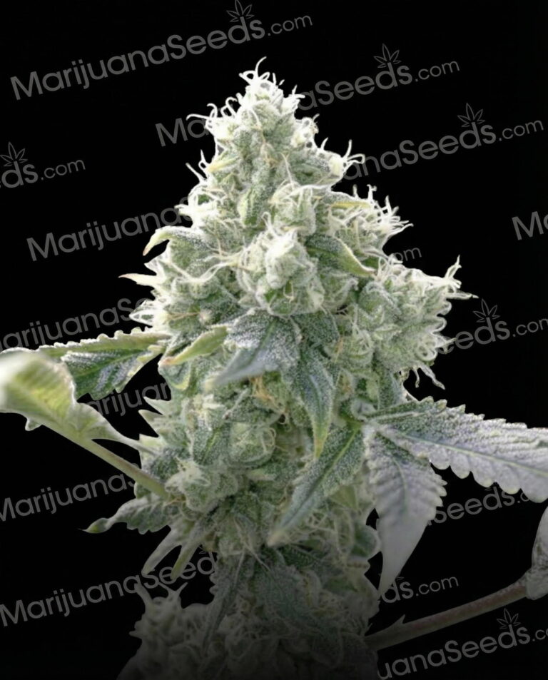Birthday Cake Strain