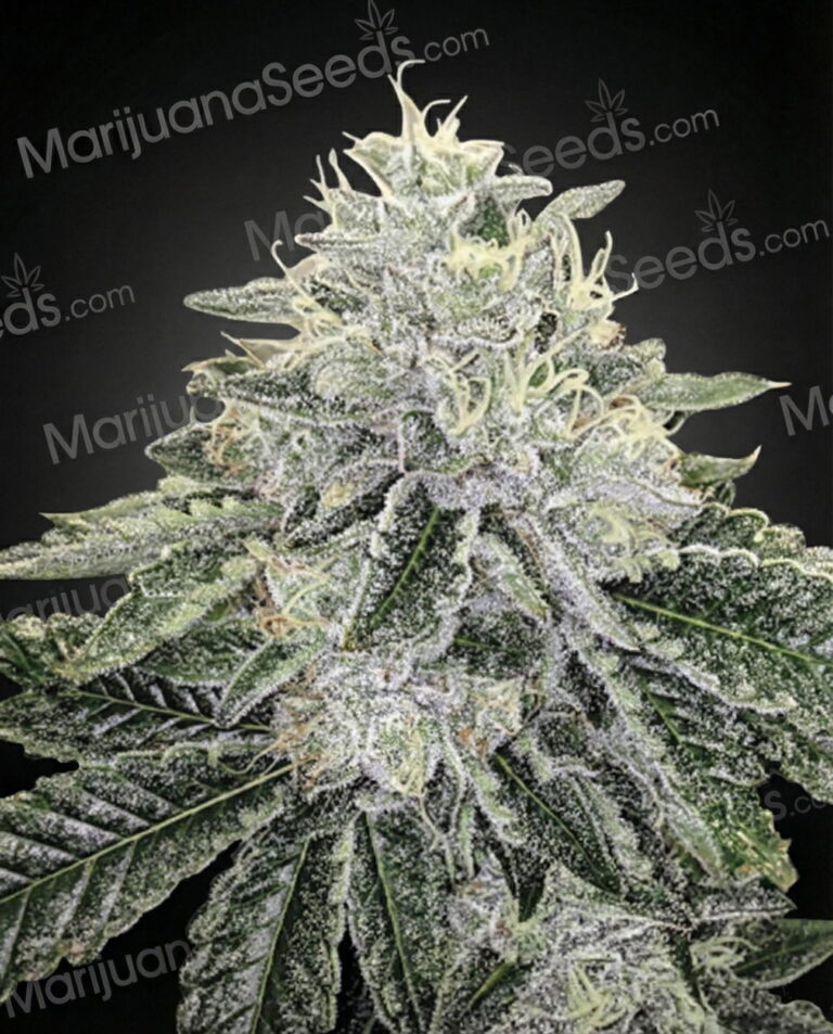 Black Runtz Strain