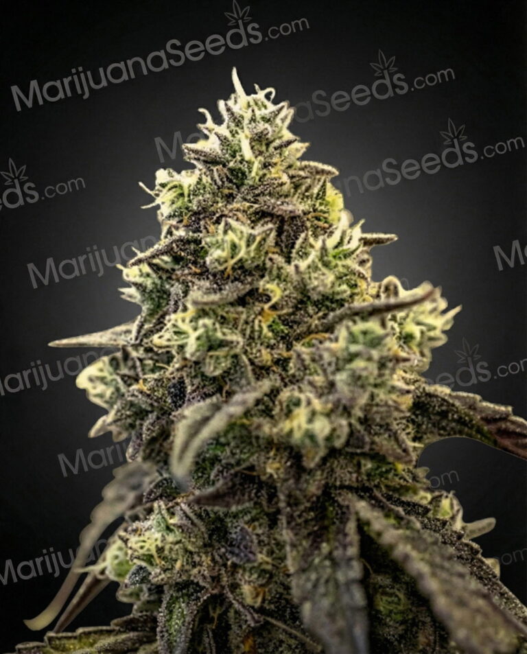 Gelonade Strain