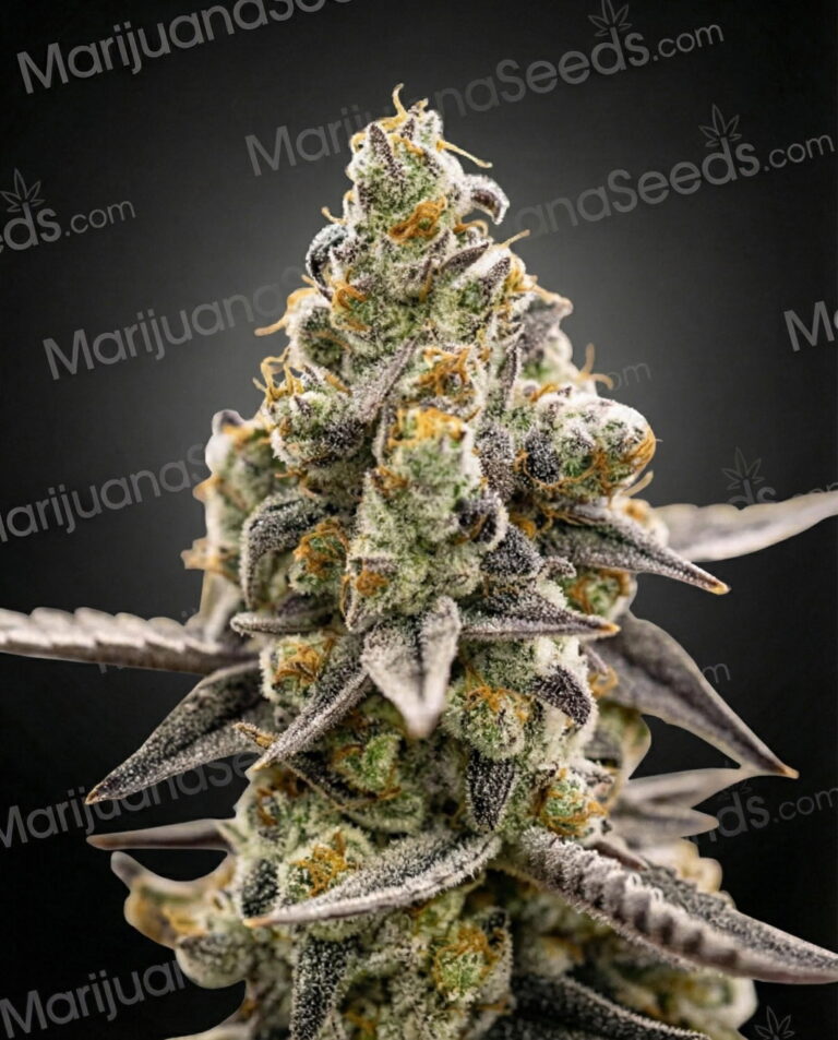 Georgia Pie Strain