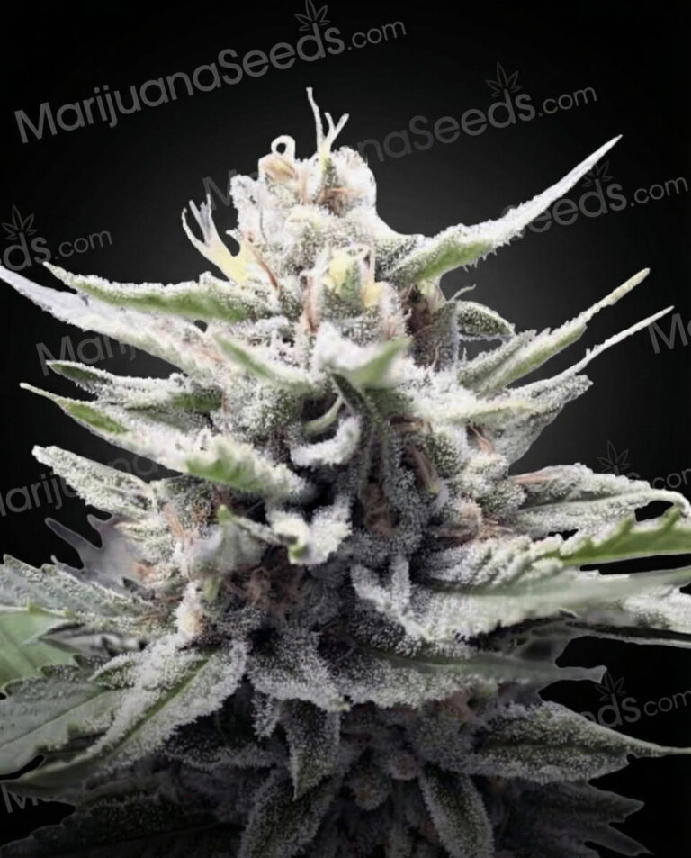 Honey Banana Strain