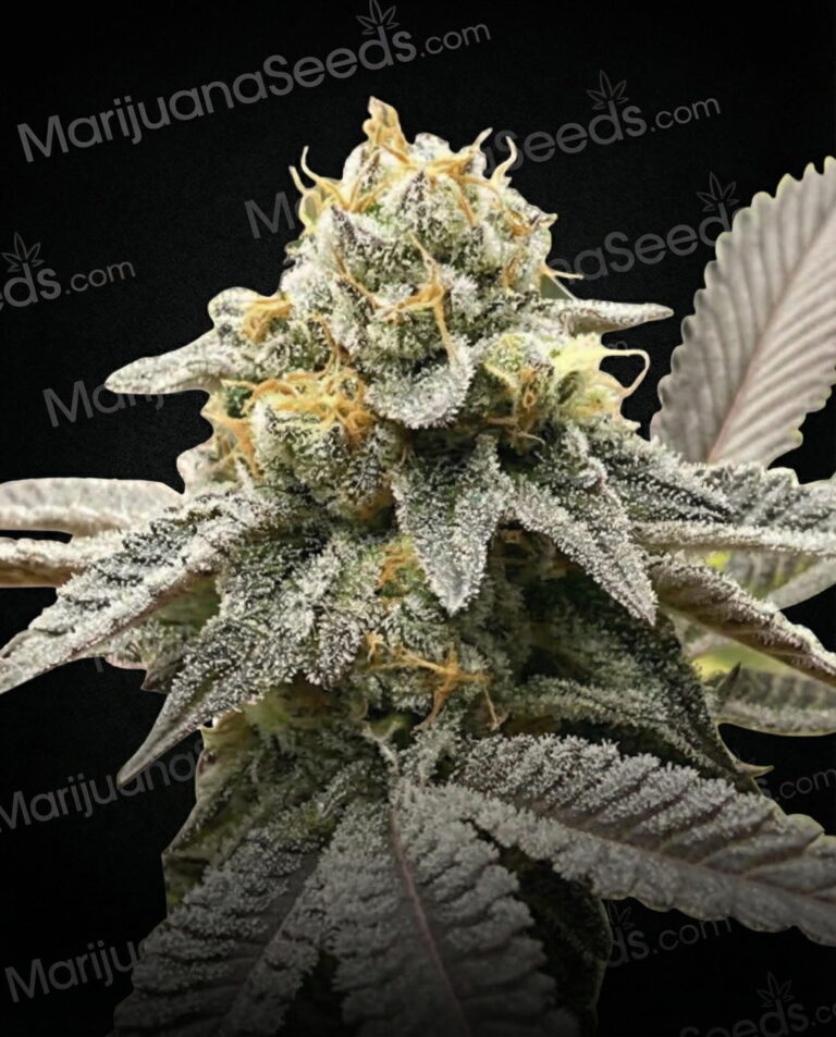 Horchata Strain