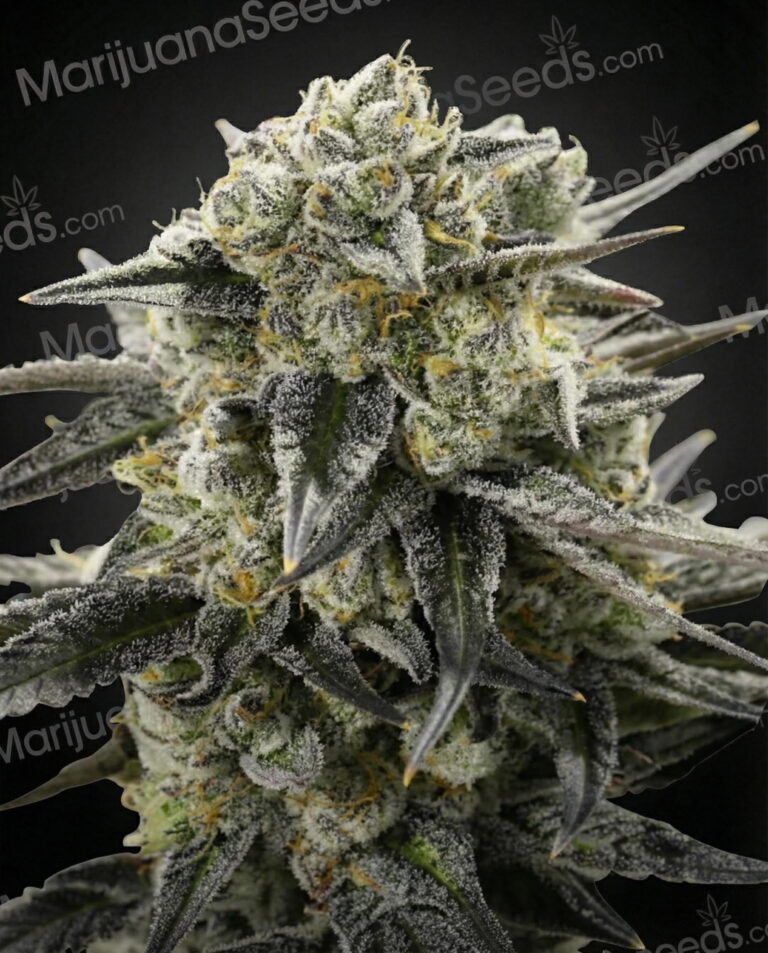 Italian Ice Strain