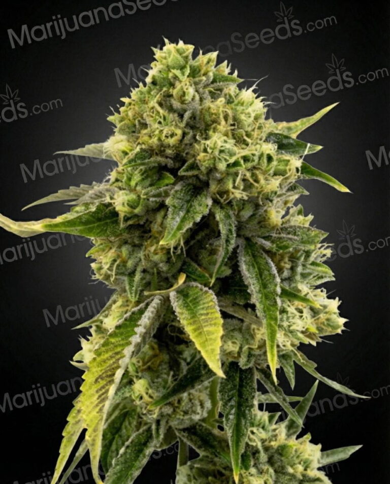 Orange Face Assassin Strain